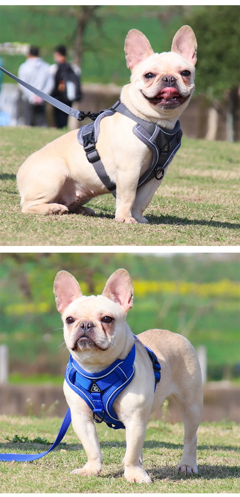 Conjunto de coleira para cães, cinta peitoral ajustável para cães pequenos e médios, colete refletivo para filhotes de cachorro, buldogue francês york